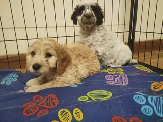 Cockapoo dogs Cockapoo Puppies F1 - Advert 15