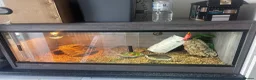 Tortoise reptiles for sale: docile female horsefield, vivarium/outdoor pen in Leighton Buzzard - Advert 1