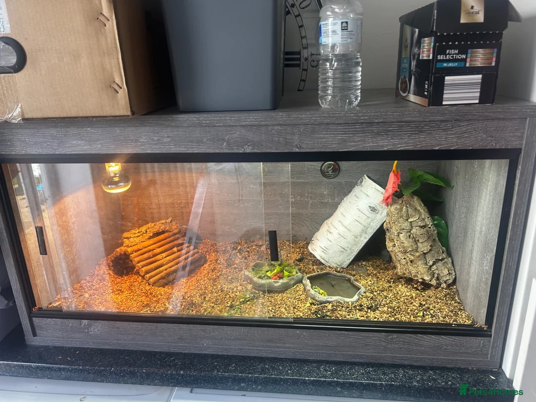 Tortoise reptiles for sale: docile female horsefield, vivarium/outdoor pen in Leighton Buzzard - Advert 1