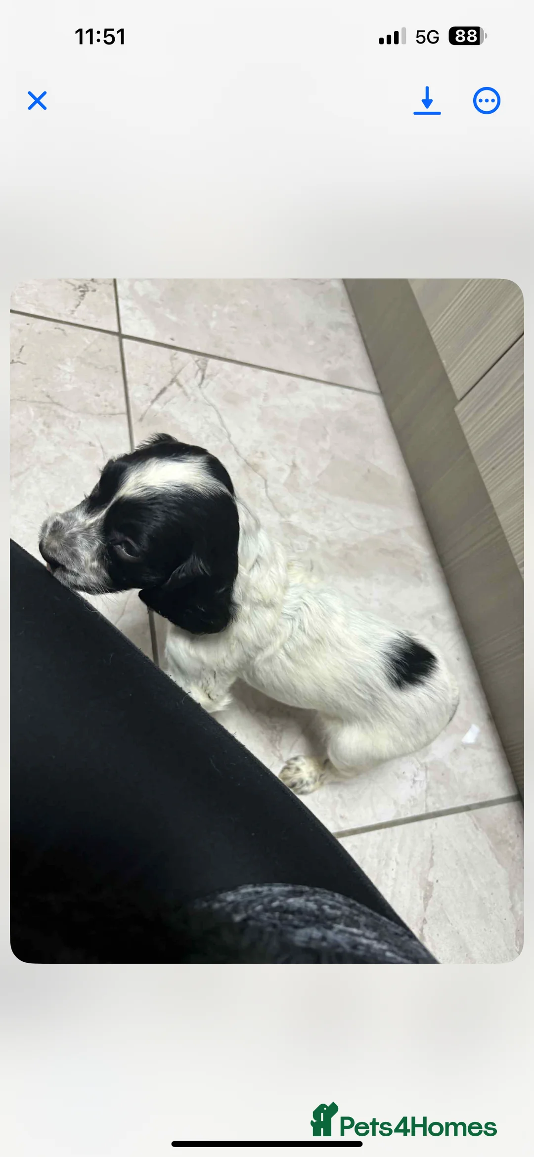 Sprocker dogs for sale: Sprocker girl  - Advert 3