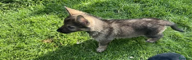 Shepsky 2