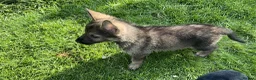 Shepsky dogs for sale: German shepherd husky x German shepherd  in Gravesend - Advert 14