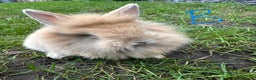 Lionhead rabbits for sale: Lionhead Rsbbits for sale  - Advert 15