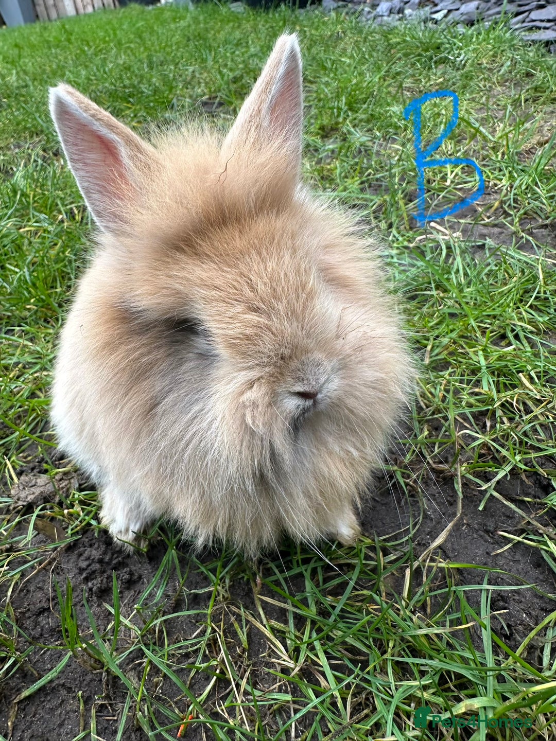 Lionhead rabbits for sale: Lionhead Rsbbits for sale  - Advert 15