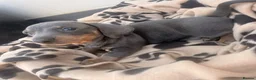 Dachshund dogs for sale: 5 beautiful full bread dachshund for sale  in Newport Pagnell - Advert 4