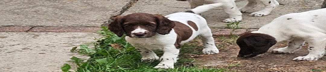 English Springer Spaniel Puppy 2