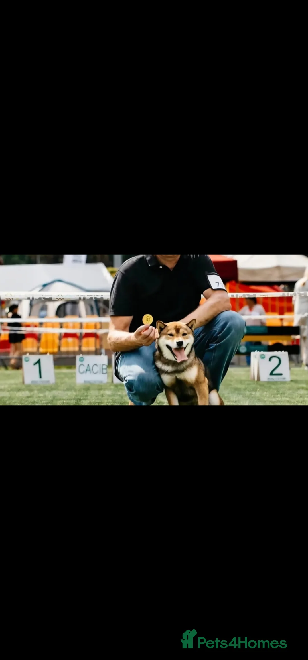 Japanese Shiba Inu dogs for sale: Pure Breed Japanese Shiba Inu Puppies  in Goole - Advert 2