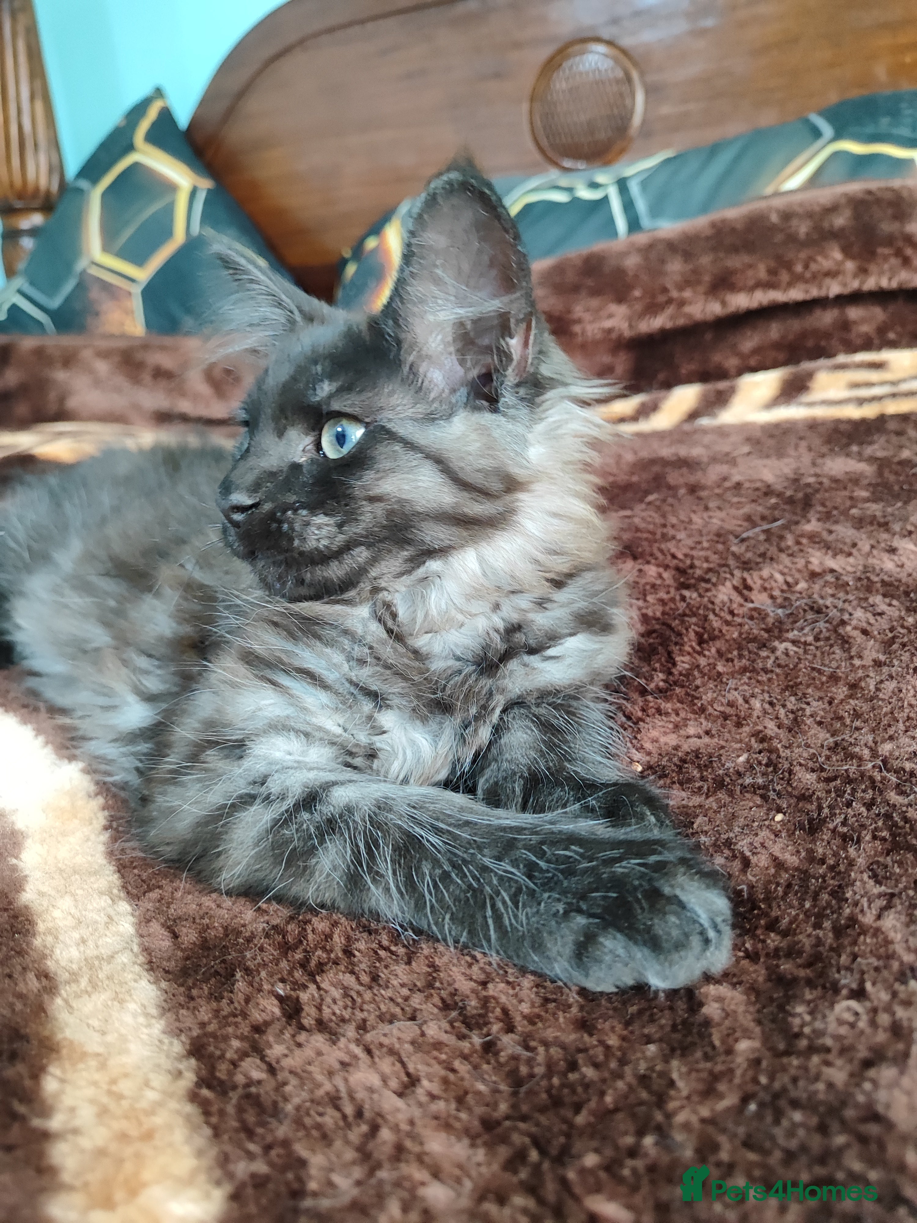 Maine Coon cats Beautiful Maincoon cross kittens  - Advert 12