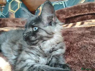Maine Coon cats Beautiful Maincoon cross kittens - Advert 3