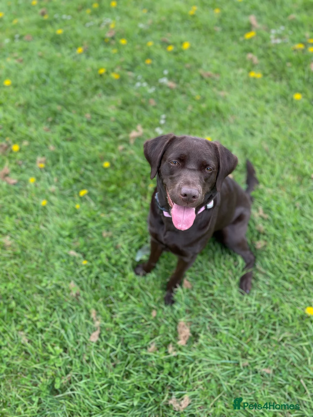 Labrador Retriever dogs for sale: Chocolate female Labrador  - Advert 3