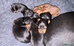 Miniature Dachshund dogs for sale: Miniature Dachshund puppies - Image 3