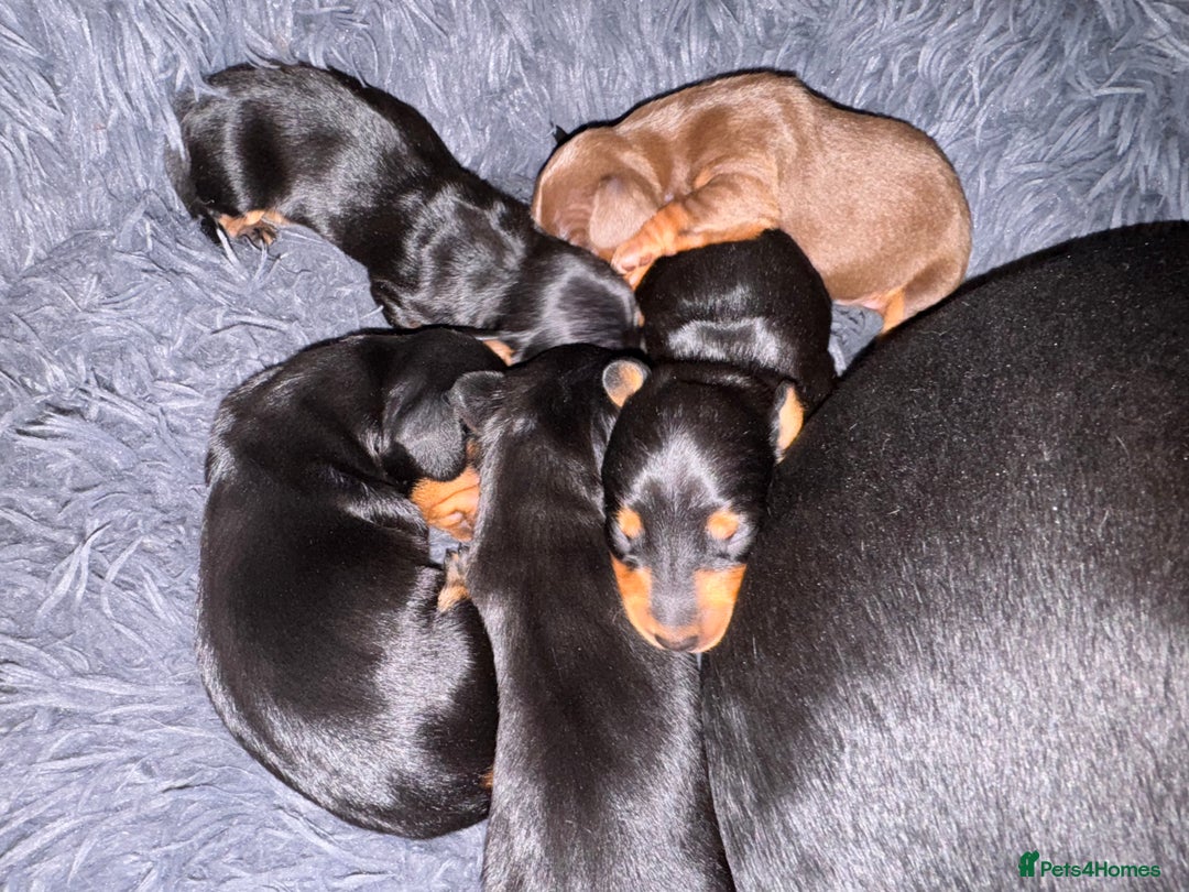 Miniature Dachshund dogs for sale: Miniature Dachshund puppies - Image 3