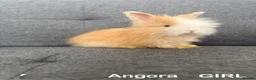 Angora rabbits for sale: 🐰 Premium Purebred English Angora  – £150 Each 🐰 - Advert 1