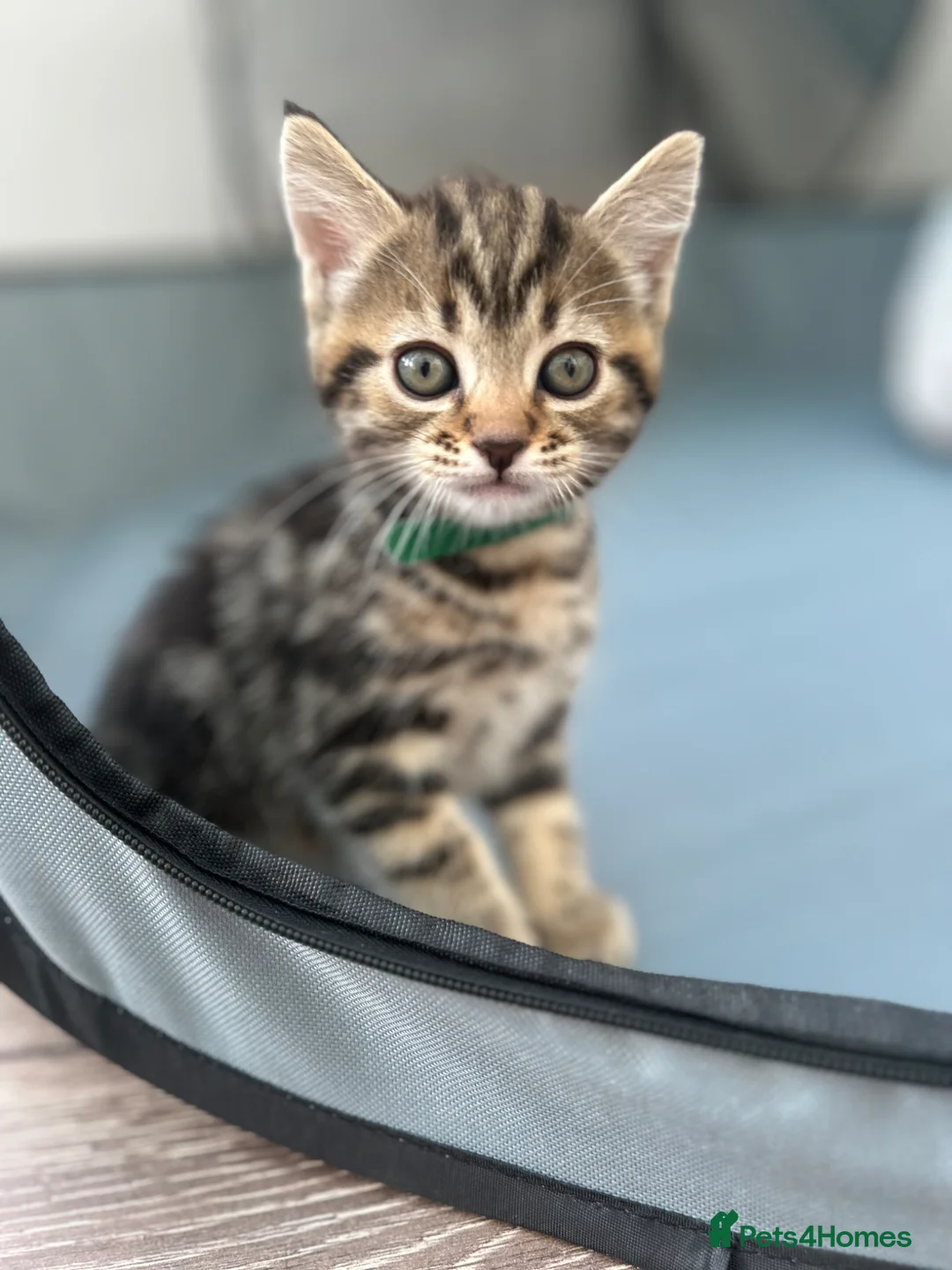 Mixed Breed cats for sale: Mixed tabby beautiful kittens  - Advert 2