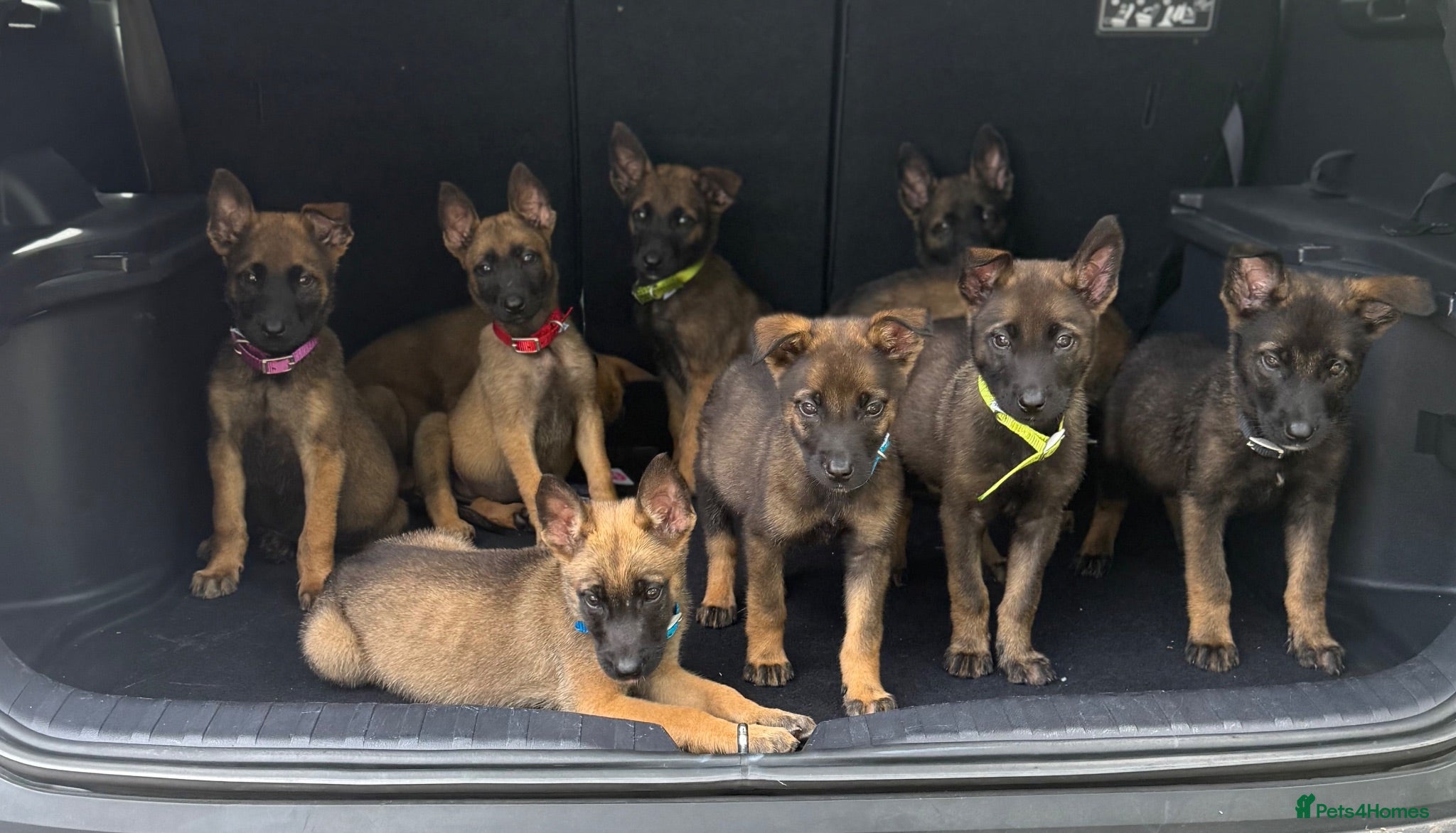 Belgian Shepherd Dog dogs Belgium Mali pups - Advert 1