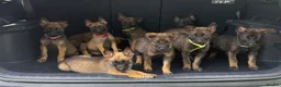 Belgian Shepherd Dog dogs for sale: Belgium Mali pups - Advert 4