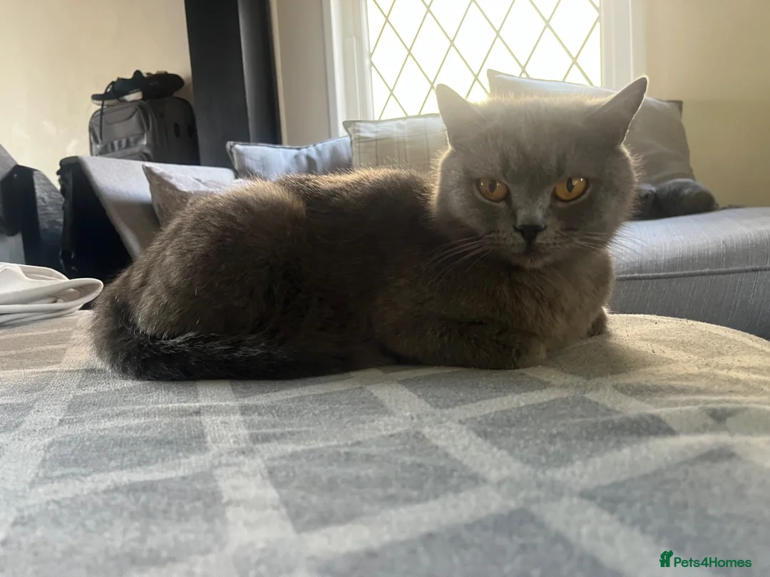 British Shorthair cats for sale: Four beautiful grey British shorthair kitten in Ingatestone - Advert 1