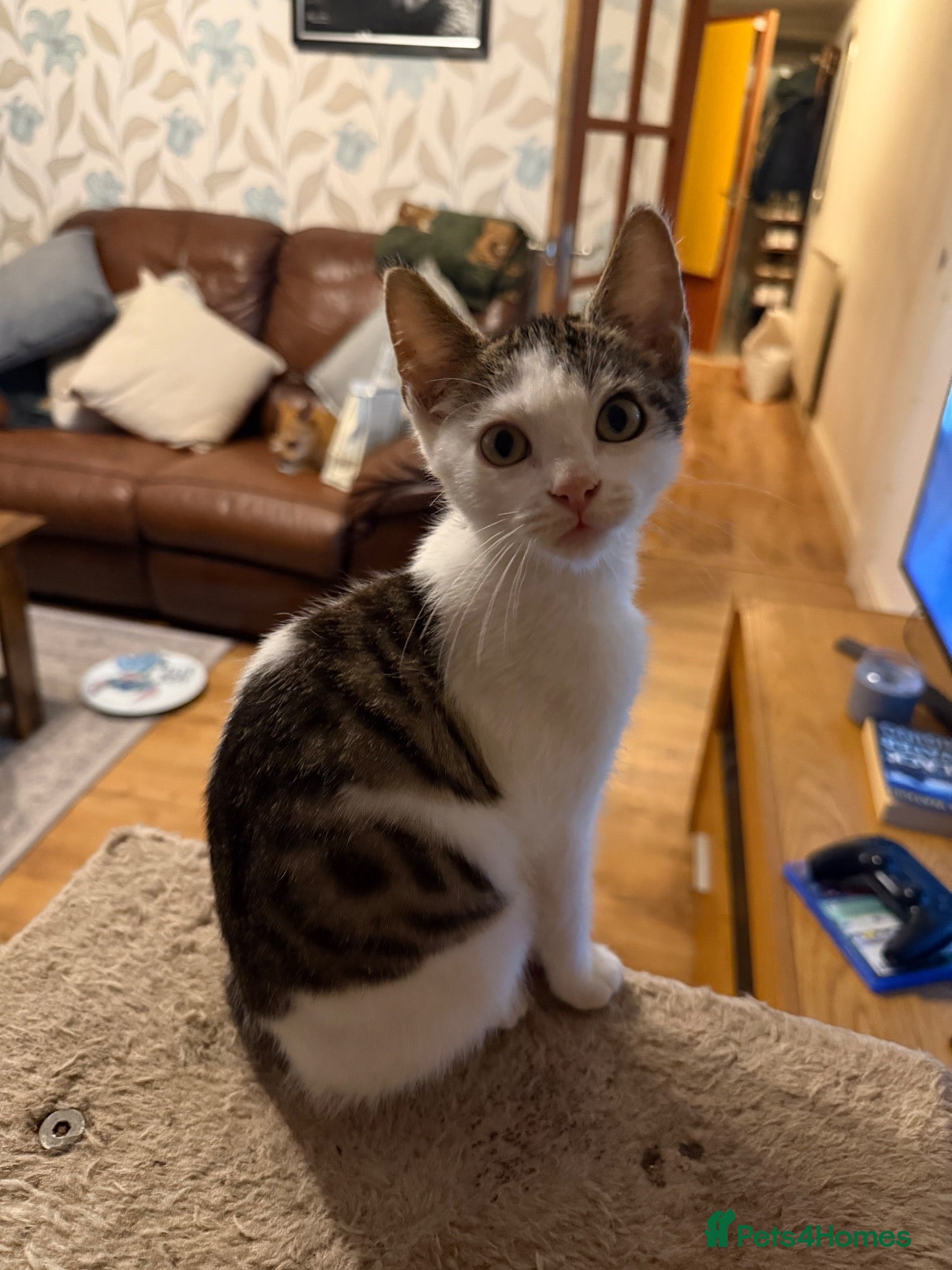 Mixed Breed cats Half Sphynx boy  - Advert 7