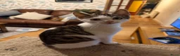 Mixed Breed cats for sale: Half Sphynx boy  - Advert 1