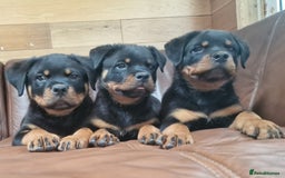 Rottweiler dogs for sale: Puppies available to good home  - Image 3