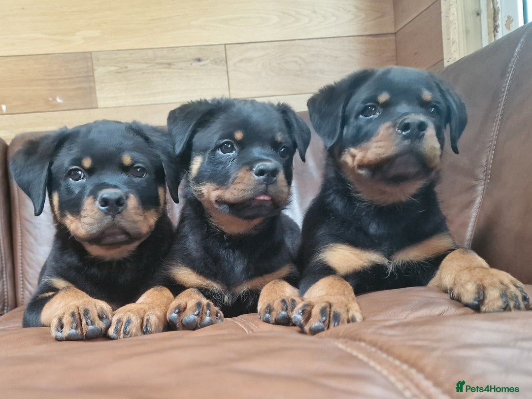 Rottweiler dogs for sale: Puppies available to good home  - Image 3