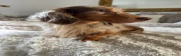 Miniature Dachshund dogs for stud: ✨HECTOR✨ MINI LONG HAIRED✨ CHOCOLATE DAPPLE ✨ - Advert 5