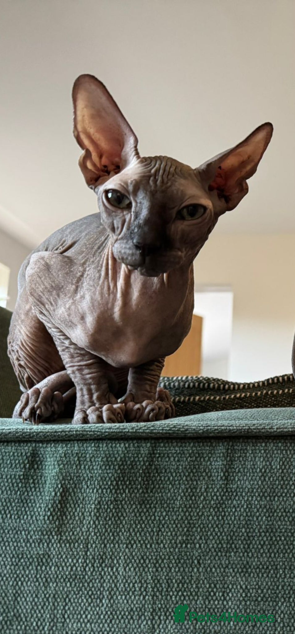 Sphynx cats for sale: Beautiful bonded pair  - Advert 6