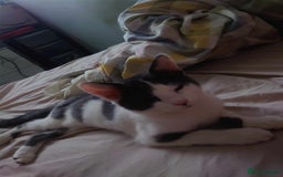 Mixed Breed cats for sale: Cat for rehome  - Image 1