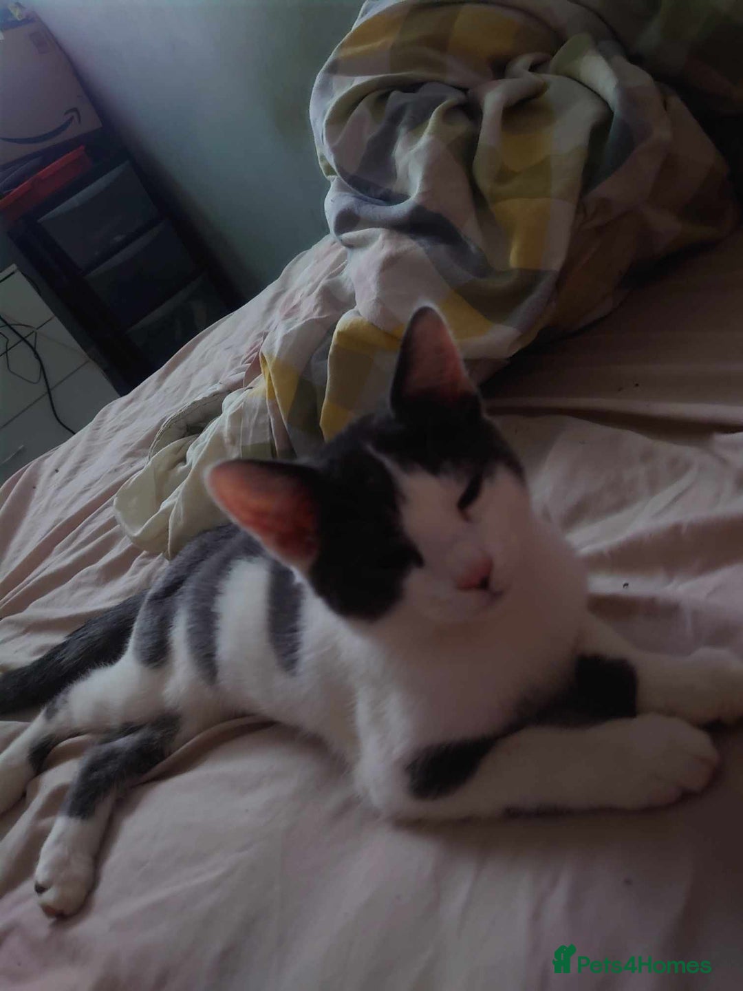 Mixed Breed cats for sale: Cat for rehome  - Image 1