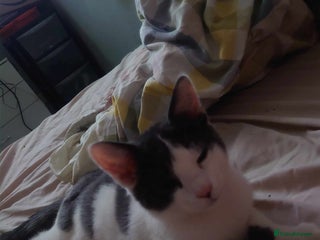 Mixed Breed cats - Advert 36