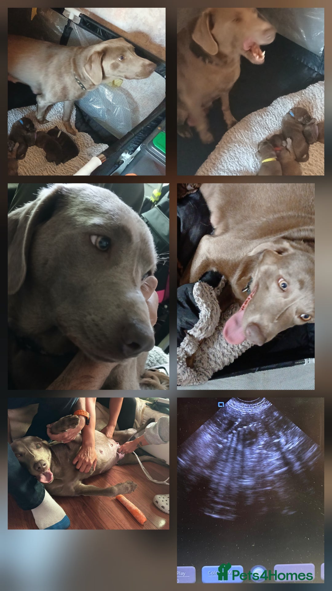 Labrador Retriever dogs for sale: Champain/chocolate puppys - Image 7