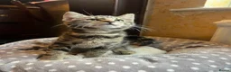Mixed Breed cats for sale: Beautiful kittens are looking for a loving family. - Advert 10
