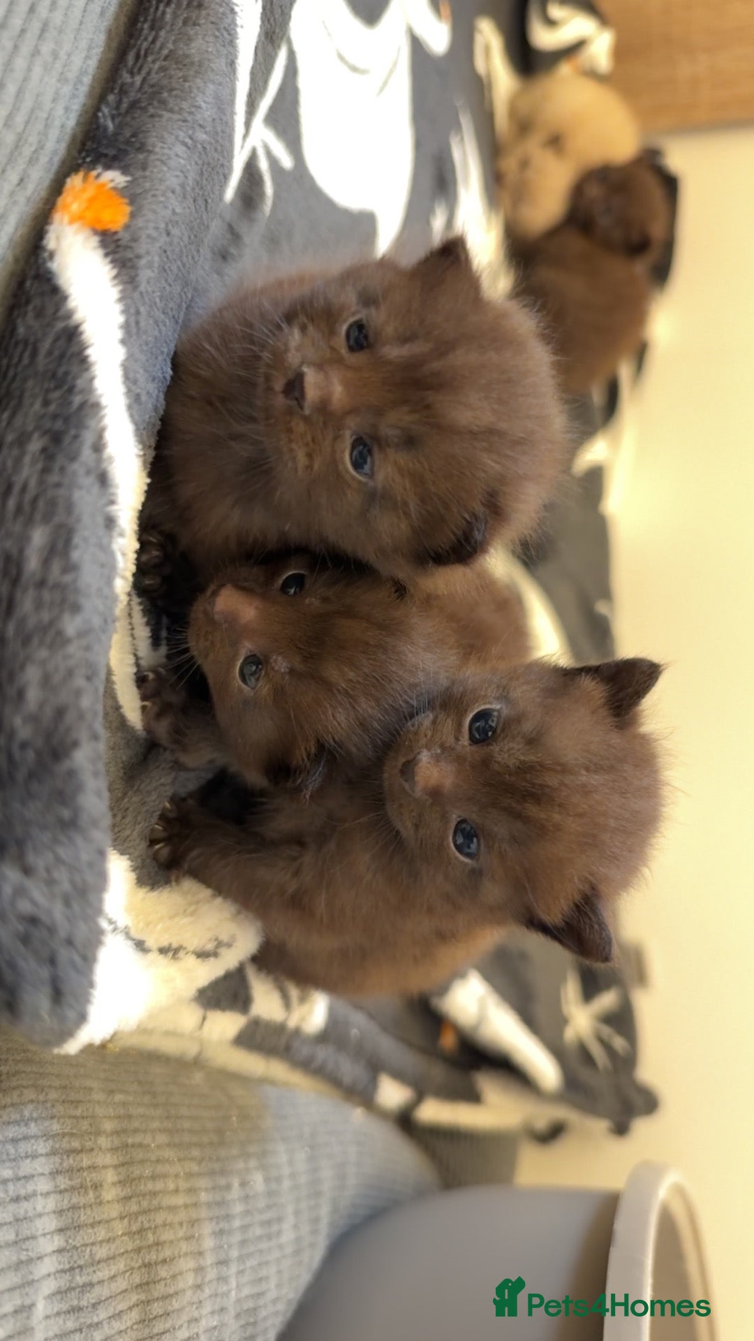 Mixed Breed cats for sale: 3 beautiful kittens for sale  - Advert 19