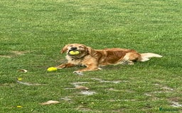 Golden Retriever dogs for sale: KC Reg Girl via POLICE dog behaviourist  - Image 1