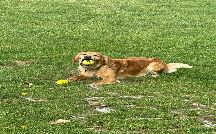 Golden Retriever dogs - Advert 1