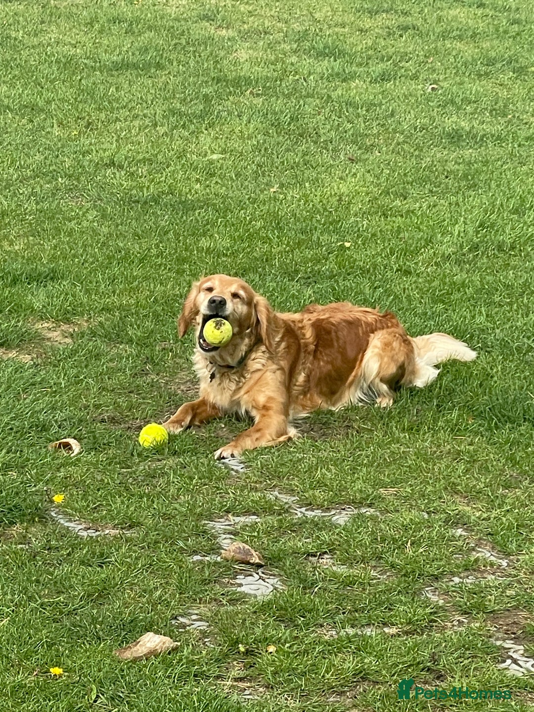 Golden Retriever dogs for sale: KC Reg Girl via POLICE dog behaviourist  - Image 1