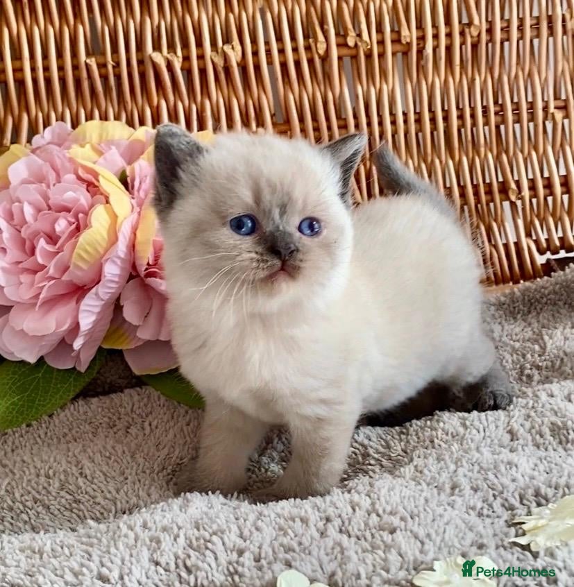 British Shorthair cats RARE SEAL LYNX PURE BRED BSH TEDDY BEARS - Advert 10