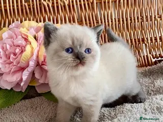 British Shorthair cats RARE SEAL LYNX PURE BRED BSH TEDDY BEARS - Advert 10
