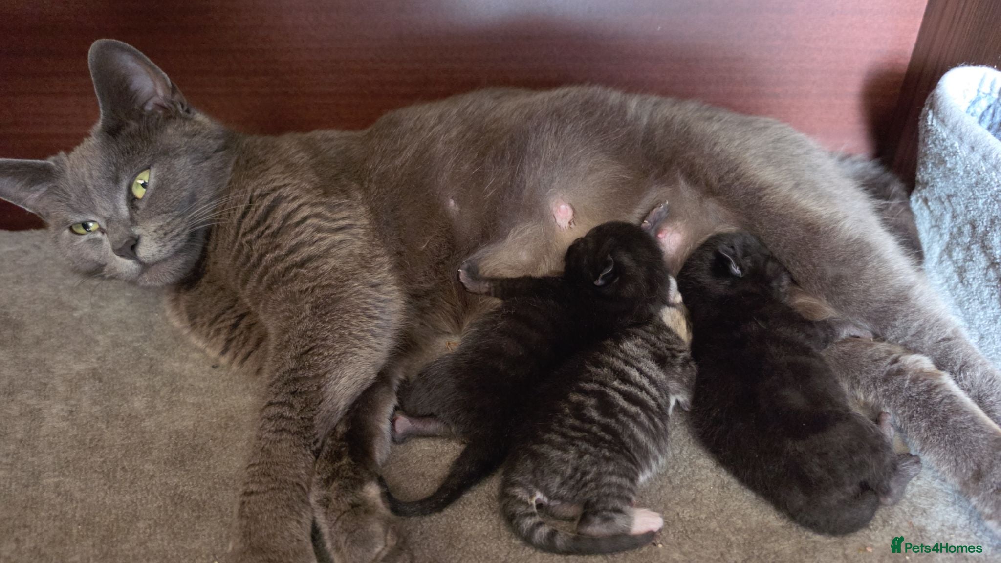 Domestic Shorthair cats Lovely kittens - Advert 2