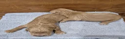 Goldendoodle dogs for sale: F1 Goldendoodle's - Advert 3