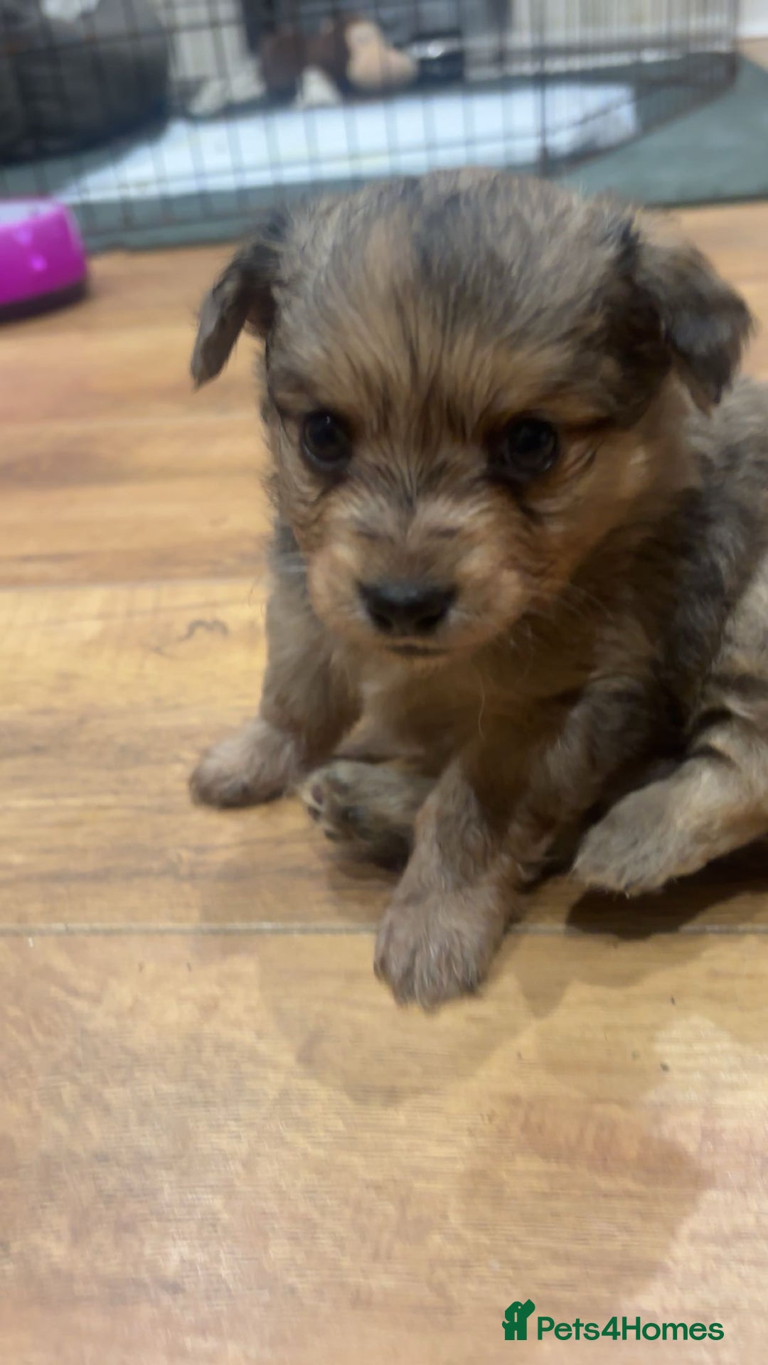 Chihuahua dogs for sale: MERLE CHIHUAHUAS 🐶 2 BOYS 1 GIRL STILL AVAILABLE - Advert 29