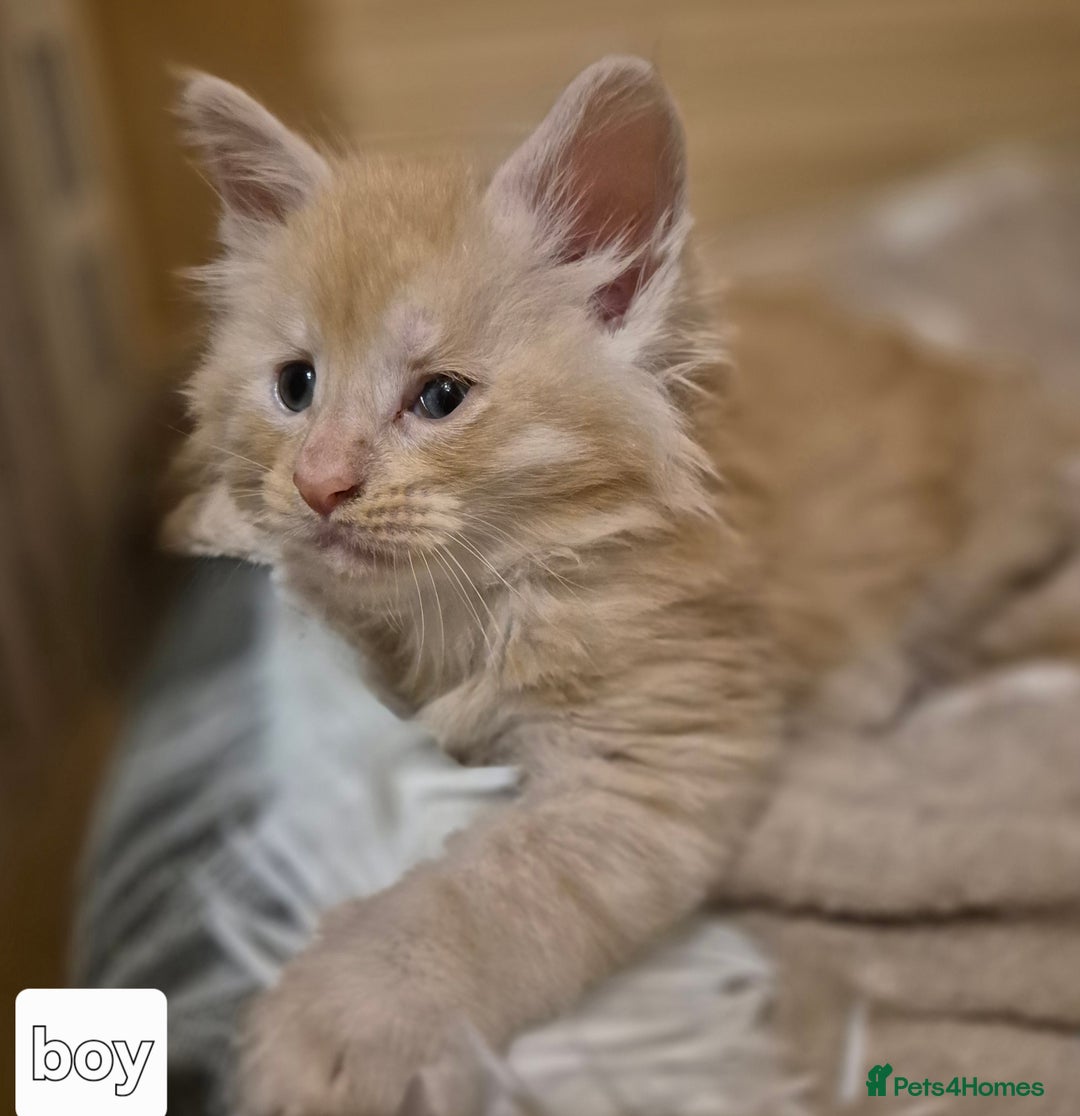 Maine Coon cats for sale: Mein Con - Advert 27