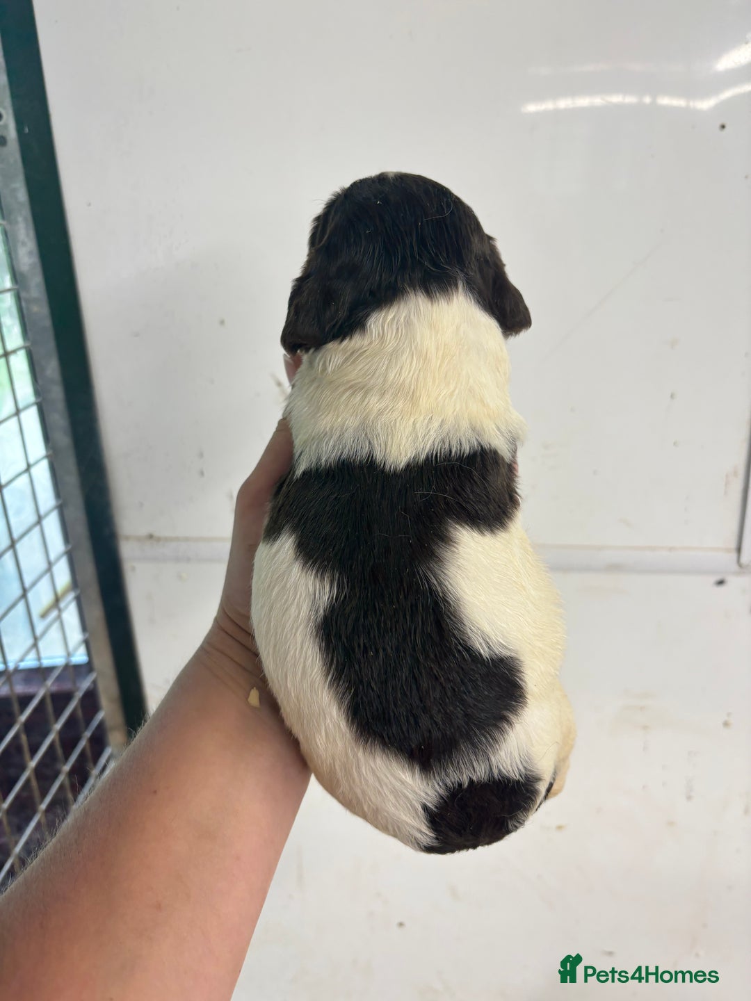 English Springer Spaniel dogs for sale: Kc Springer Spaniel Puppies - Image 11