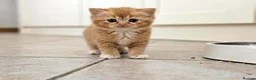British Shorthair cats for sale: Adorable Kittens Ready For Reservation  in Leamington Spa - Advert 5