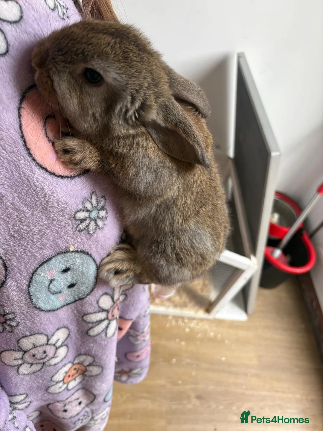 Mini Lop rabbits for sale: Mini lop rabbits in Hull - Advert 2