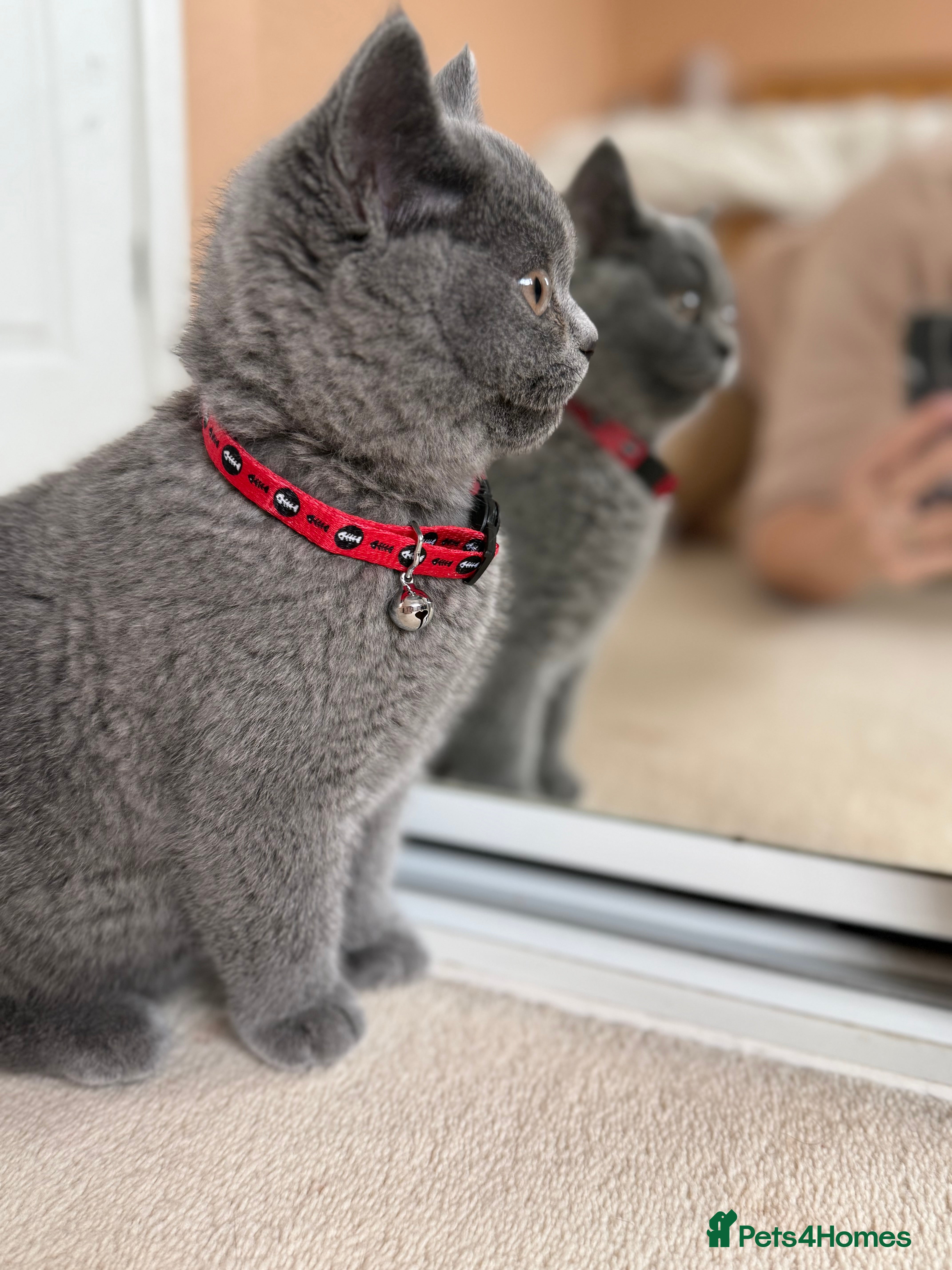 British Shorthair cats Last British shorhair girl available  - Advert 1