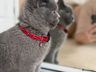 British Shorthair cats Last British shorhair girl available - Advert 1