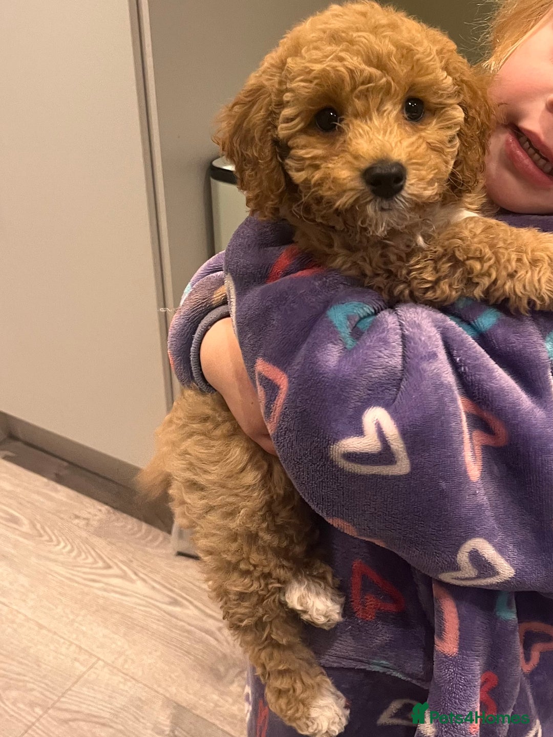 Cavapoo dogs for sale: Gorgeous Golden Cavapoo  - Advert 4
