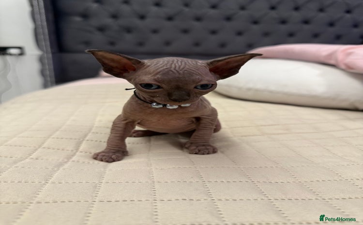 Sphynx cats - Advert 5
