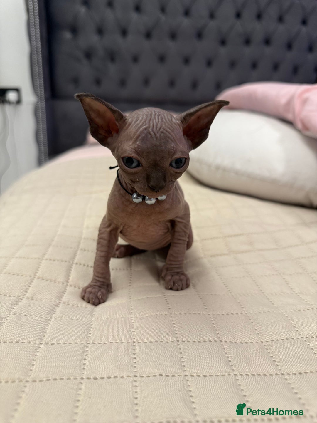 Sphynx cats for sale: TICA Adorable Kittens❤️Parents HCM Clear  - Image 1
